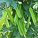photo MOCCUROD 15pcs Winged Pea Seeds Four Angled Bean Dragon Bean Seeds 2024-2023