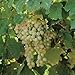 foto 5 Samen von Vitis labrusca NIAGARA Traubenkernen 2024-2023