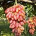 foto 50pcs Traubenkerne Miniatur Weinrebe Bonsai Seedsn Fruchtsamen Sukkulenten süße Speisen leicht 5 Anlage für Gartentopf wachsen 2024-2023