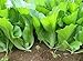 photo 500 Indian Mustard Greens (GAI Choy, GAI Choi) Cabbage Seeds 2024-2023