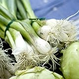 photo: You can buy Outsidepride Sweet Onion Seed - 1000 Seeds online, best price $5.49 new 2024-2023 bestseller, review