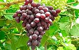 photo: You can buy 1 Ruby Red Seedless Live Grape Plant - 1-2 Year Old - Pruned & Ready for Planting online, best price $15.95 new 2024-2023 bestseller, review