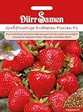 foto: jetzt Großfrüchtige Erdbeeren Florian F1 Online, bester Preis 3,99 € neu 2024-2023 Bestseller, Rezension