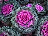 photo: You can buy SeedsUP - 70+ Flowering Kale Ornamental Cabbage Fringed - Vegetable Mix online, best price $6.93 ($0.10 / Count) new 2024-2023 bestseller, review