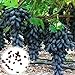 foto C-LARSS 1 Beutel Schwarze Traubenkerne, Nicht Gentechnisch Veränderte Fruchtbare Vitamine Fruchtsamen Für Die Landwirtschaft Traubenkerne 2024-2023