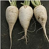 photo: You can buy German Beer Radishes Seeds (25+ Seeds) online, best price $4.69 new 2024-2023 bestseller, review