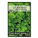 photo Sow Right Seeds - Cilantro Seed - Non-GMO Heirloom Seeds with Full Instructions for Planting an Easy to Grow herb Garden, Indoor or Outdoor; Great Gift (1 Packet) 2024-2023