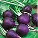 photo Seeds Radish Purple Rare 20 Days Vegetable for Planting Non GMO 2024-2023