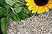 foto Futterbauer 10 Kg geschälte Sonnenblumenkerne 2024-2023
