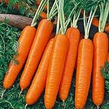 photo: You can buy 1 Oz Seeds (Approx 20000 Seeds) of Scarlet Nantes Carrot, Daucus carota VAR. sativus, Early Coreless online, best price $19.95 new 2024-2023 bestseller, review