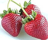 photo: You can buy zellajake Fresh Delicious Strawberries 400+ Seeds (Fragaria x ananassa) online, best price $7.99 new 2024-2023 bestseller, review