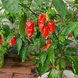 photo: You can buy Ghost Pepper Seeds for Planting, Bhut Jolokia, 25 Seeds, by TKE Farms & Gardens, Instructions Included online, best price $3.99 ($0.16 / Count) new 2024-2023 bestseller, review