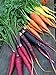 photo Rainbow Blend Carrot Seeds, 500+ Heirloom Seeds, (Isla's Garden Seeds), 85% Germination Rate, Non GMO Seeds, Botanical Name: Daucus carota 2024-2023