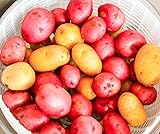 photo: You can buy Northshire Farms 5 lbs. Certified Seed Non GMO Red Pontiacs and German Butterballs online, best price $13.99 new 2024-2023 bestseller, review