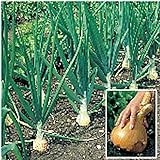 photo: You can buy Kelsae Sweet Giant Onions (Guinness Record) Seeds online, best price $4.69 new 2024-2023 bestseller, review