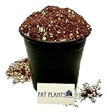 photo: You can buy Fat Plants San Diego Premium Cacti and Succulent Soil with Nutrients online, best price $22.99 new 2024-2023 bestseller, review