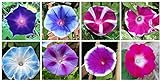 photo: You can buy Mixed Color Tall Morning Glory Climbing Vine | 150 Seeds to Plant | Beautiful Flowering Vine. Made in USA, Ships from Iowa online, best price $7.29 new 2024-2023 bestseller, review