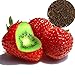 foto FeiyanfyQ 500Pcs Seltene Erdbeer-Kiwi-Samen Süße Frucht Yard Bonsai Garten Balkonpflanze - Kiwi-Erdbeer-Samen 2024-2023