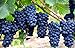 photo Grape Seeds for Planting-50 Seeds 2024-2023