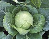 photo: You can buy 1,000+ Cabbage Seeds- Copenhagen Market by Ohio Heirloom Seeds online, best price $4.19 new 2024-2023 bestseller, review