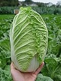 photo: You can buy Seeds Peking Napa Cabbage Heirloom Vegetable for Planting Non GMO online, best price $8.99 new 2024-2023 bestseller, review