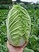 photo Seeds Peking Napa Cabbage Heirloom Vegetable for Planting Non GMO 2024-2023