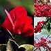 foto Semillas para jardinería, 20 semillas de flores rojas de buganvilla ornamentales para decoración de jardín, jardín, semillas rojas de buganvilla 2024-2023