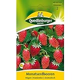 foto: jetzt Erdbeeren, Monatserdbeeren Rügen, Fragaria vesca, ca. 100 Samen Online, bester Preis 2,49 € neu 2024-2023 Bestseller, Rezension