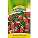 foto Erdbeeren, Monatserdbeeren Rügen, Fragaria vesca, ca. 100 Samen 2024-2023