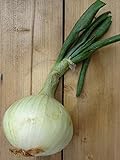 foto: jetzt Gemüsezwiebel 'Globo' (Allium cepa) 100 Samen Zipolle Küchenzwiebel Speisezwiebel Bolle Online, bester Preis 3,45 € neu 2024-2023 Bestseller, Rezension