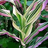 photo: You can buy Candy Striped Corn Seeds for Planting (10 Rare Seeds) - Corn with Rainbow Colors online, best price $7.96 ($0.80 / Count) new 2024-2023 bestseller, review