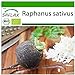 foto SAFLAX - Ecológico - Rábano - Español Negro - 100 semillas - Con sustrato estéril para cultivo - Raphanus sativus 2024-2023