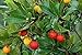 photo 50+ Strawberry Tree Seeds - Arbutus unedo - Non-GMO Seeds, Grown and Shipped from Iowa. Made in USA 2024-2023