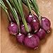 photo David's Garden Seeds Onion Long-Day Purplette 8374 (Purple) 200 Non-GMO, Open Pollinated Seeds 2024-2023