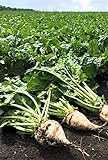 photo: You can buy Pelleted-Sugar Beet Seeds - Good yields of Large 3 lb Sugar Beets.Great Tasting!(25 - Seeds) online, best price $5.79 new 2024-2023 bestseller, review