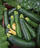 photo: You can buy Burpee Best Zucchini Summer Squash Seeds 20 seeds online, best price $7.82 new 2024-2023 bestseller, review