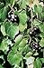 foto Vitis rotundifolia PURPLE Muscadine Traubenkernen! 2024-2023