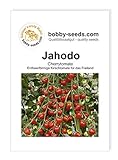 foto: jetzt Tomatensamen Jahodo, Cherrytomate Portion Online, bester Preis 1,95 € neu 2024-2023 Bestseller, Rezension
