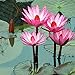 foto Flores floreciendo en el agua,Tesoros de jardinería,Semillas de nenúfar,Planta ornamental misteriosa-30 Pcs 2024-2023