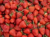 foto: jetzt Erdbeeren 1500+ Samen *Großfruchtig/Süß/Wohlschmeckend* -Super Ertrag und Winterhart- Online, bester Preis 12,99 € neu 2024-2023 Bestseller, Rezension