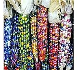 photo: You can buy Gem Corn Seeds for Planting(50 Seeds) online, best price $7.98 ($0.16 / Count) new 2024-2023 bestseller, review