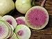 photo 250+ Radish Seeds- Watermelon- Heirloom Variety by Ohio Heirloom Seeds 2024-2023