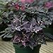 photo Ornamental Pepper Purple Flash Seeds - Flower Seeds Package - 100 Seed Package 2024-2023