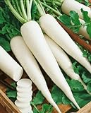 photo: You can buy White Icicle Radish Seeds - Raphanus Sativus - 3 Grams - Approx 270 Gardening Seeds - Vegetable Garden Seed online, best price $6.03 new 2024-2023 bestseller, review