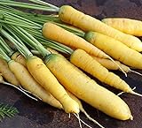 photo: You can buy David's Garden Seeds Carrot Solar Yellow 4185 (Yellow) 200 Non-GMO, Open Pollinated Seeds online, best price $3.95 new 2024-2023 bestseller, review