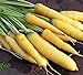 photo David's Garden Seeds Carrot Solar Yellow 4185 (Yellow) 200 Non-GMO, Open Pollinated Seeds 2024-2023