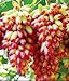 foto de semillas de uva verde al por mayor de dulces y deliciosas uvas Villa fruta fructificación bonsai 100 semillas / Pack 6 2024-2023