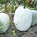 foto Semillas de melón de invierno 30+ Cera de ceniza Calabaza Verduras Semillas orgánicas de la herencia para el jardín del hogar Jardín al aire libre Plantación de la granja 2024-2023