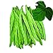 photo Park Seed Algarve French Climbing Bean Seeds, Pack of 100 Seeds 2024-2023