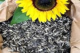 foto: jetzt Futterbauer 10 Kg gestreifte Sonnenblumenkerne Online, bester Preis 18,99 € (1,90 € / kg) neu 2024-2023 Bestseller, Rezension